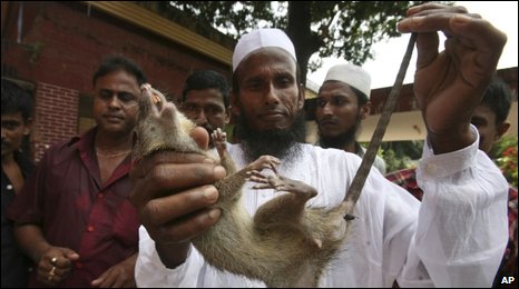 BBC NEWS | South Asia | Bangladesh crowns top rat killer
