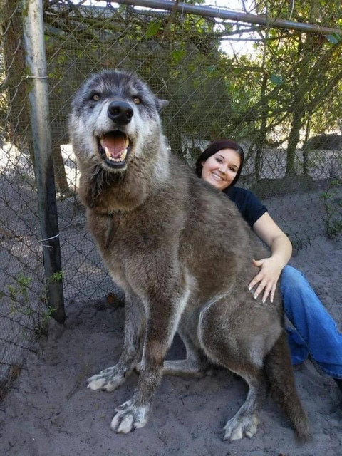 doggopilly.jpg