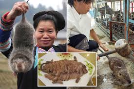 Chinese bred huge wild rats for 'nutritious' meat with '100 reasons to eat  them' before ban due to coronavirus – The US Sun | The US Sun