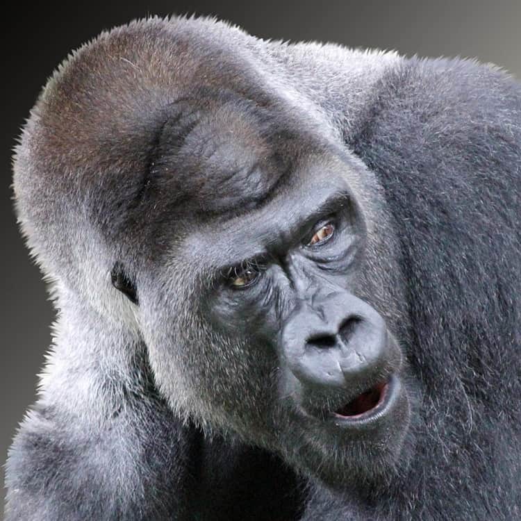 surprised-animals-31.jpg