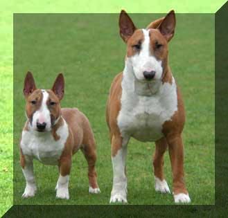 miniature bull terrier vs standard - Google Search | Mini bull ...