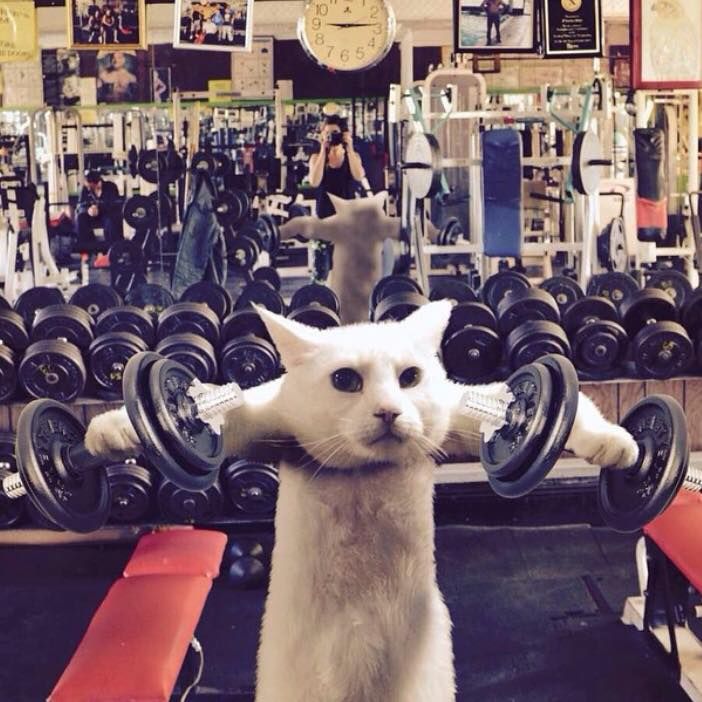 Looking For A Cat Gym? (A BUYERS GUIDE 2016) - Cat Tree UK
