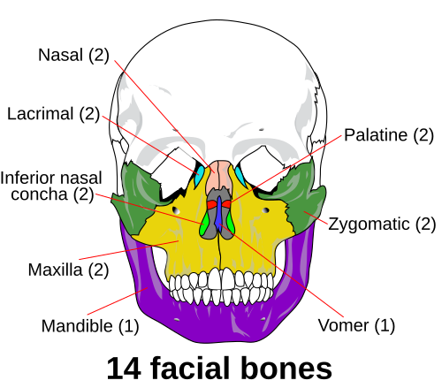 500px-Facial_skeleton_-_en.svg.png