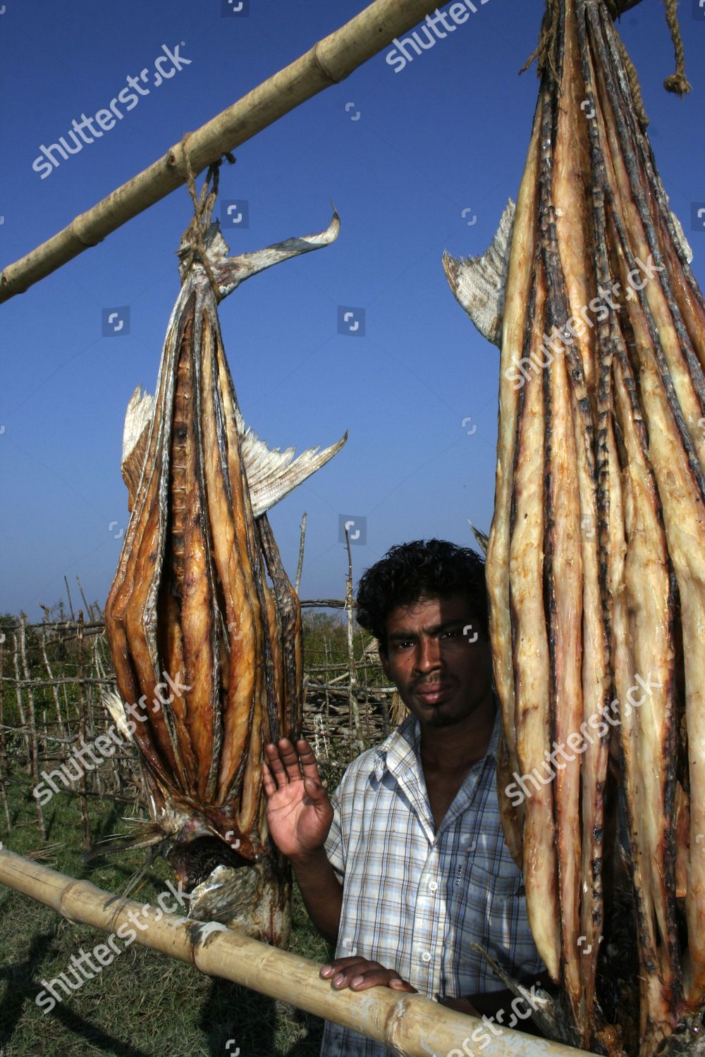 Dry fish Shutki popular Bengali food big Editorial Stock Photo - Stock  Image | Shutterstock