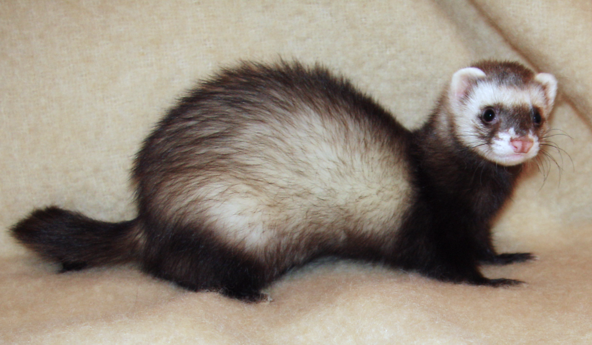 1200px-Ferret_2008.png