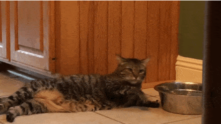 catlazywater-min.gif