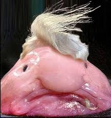 6c747d9c3a7d4d37920678dc81b2a56a--blobfish-humour.jpg