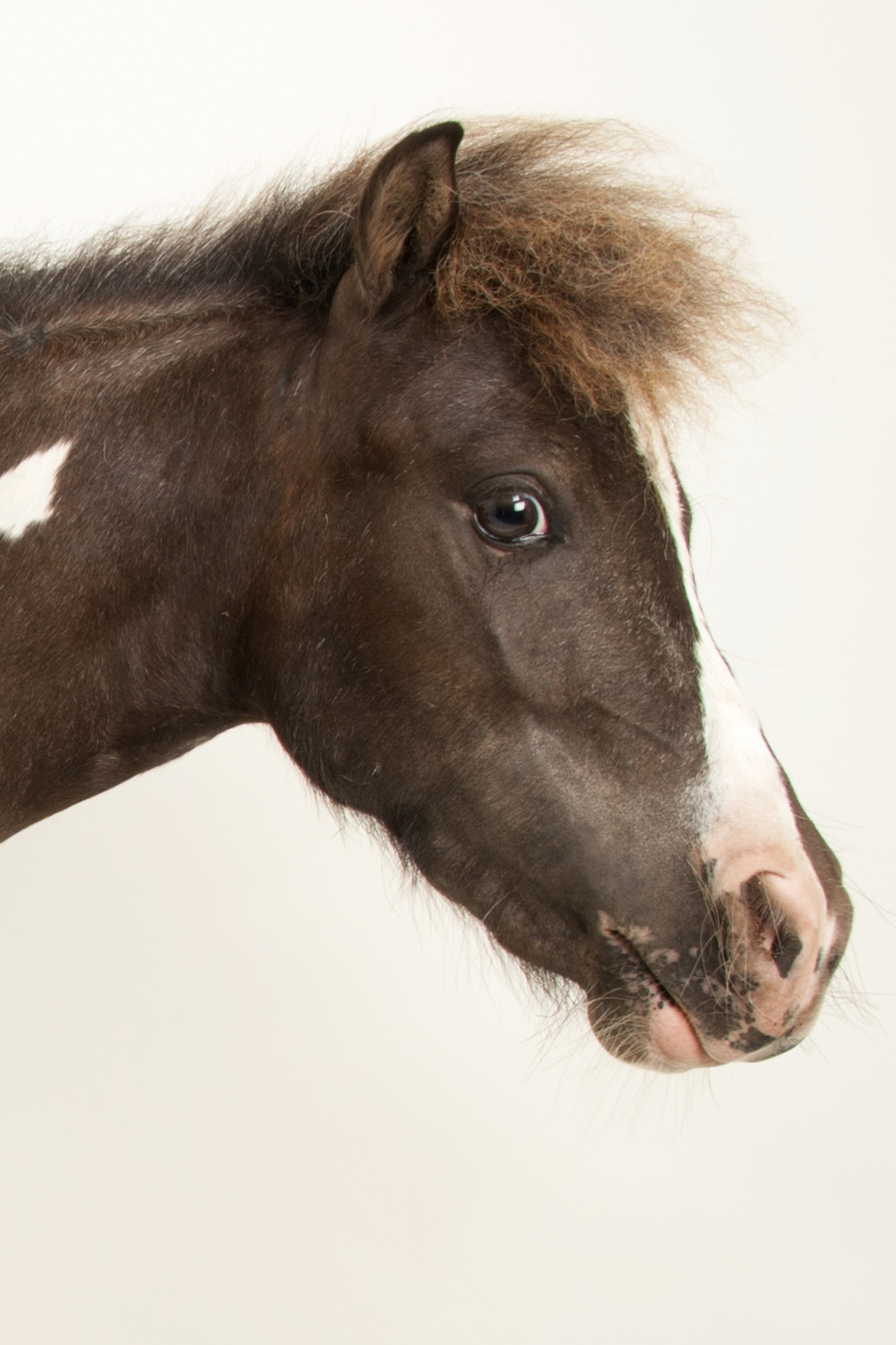 horse_thumb_2x3.jpg
