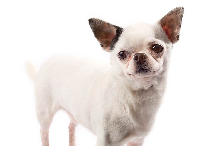 Chihuahua-On-White-03.jpg