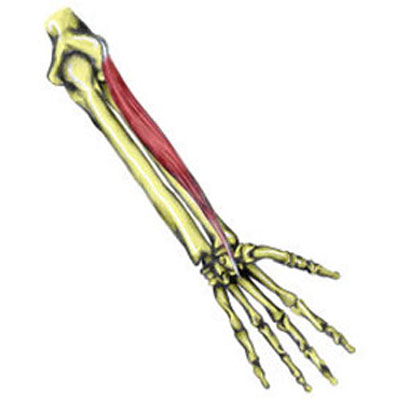 extensor-carpi-radialis-brevis400.jpg