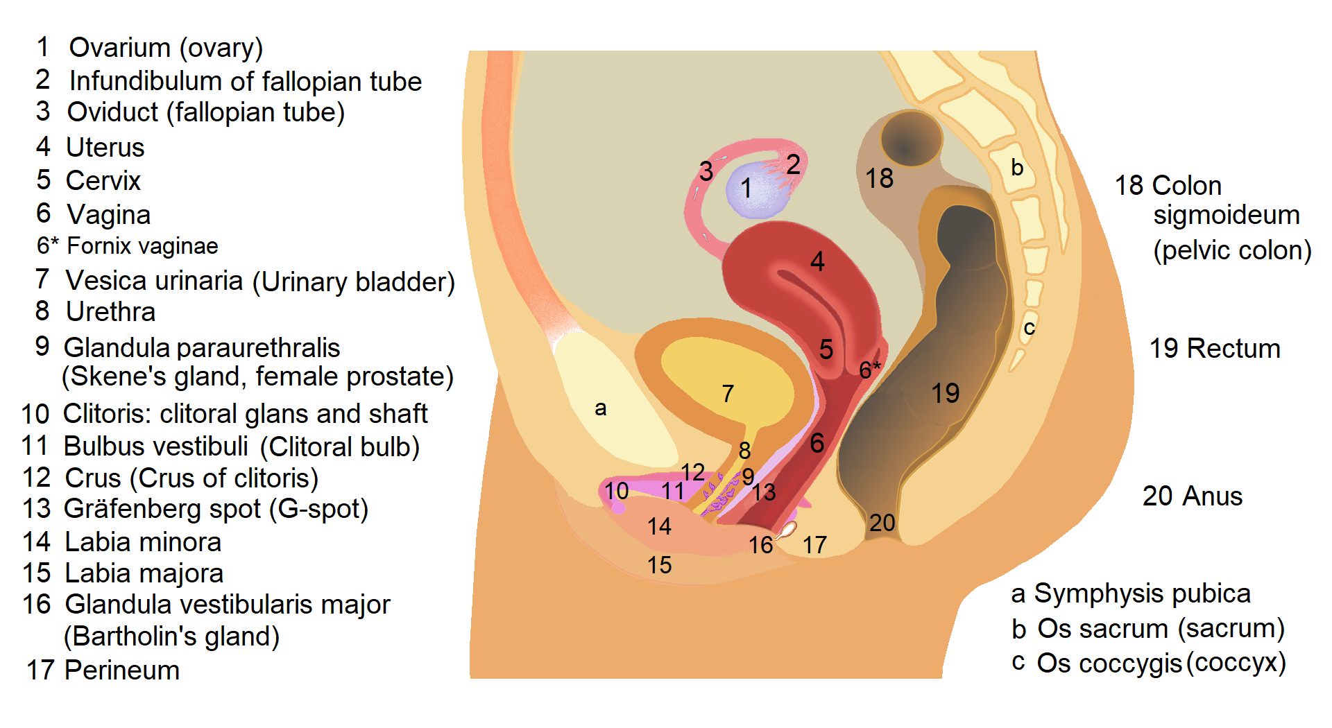 Female_reproductive_system_lateral_1.png