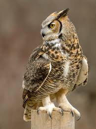 Image result for owl