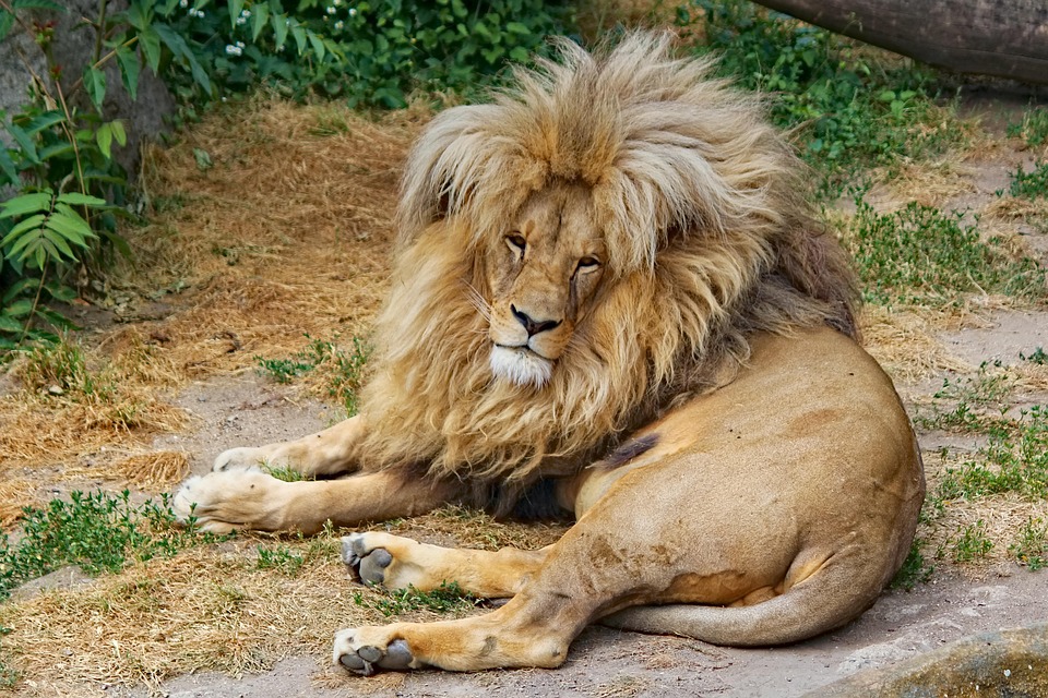 lion-7390098_960_720.jpg