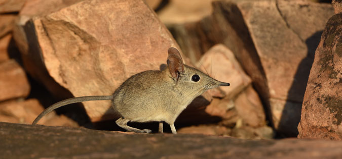 Image result for elephant shrew