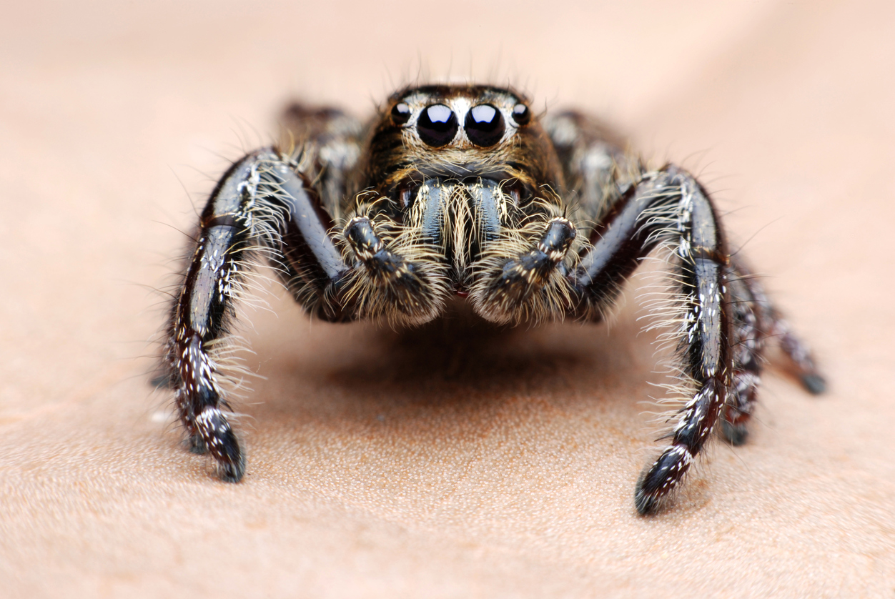 spider-with-eight-eyes.jpg