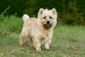 Cairn-Terrier-adult-300x200.jpg