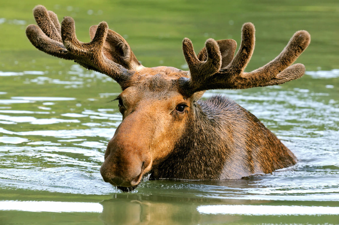 Moose3.jpg