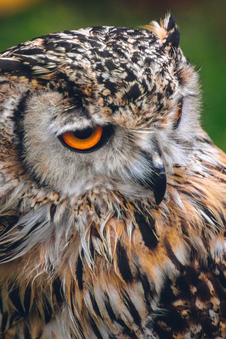 Image result for beautiful owl