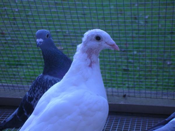 Why is my bird plucking his white-ish feathers? He spends almost all day  plucking those out and I'm concerned. - Quora