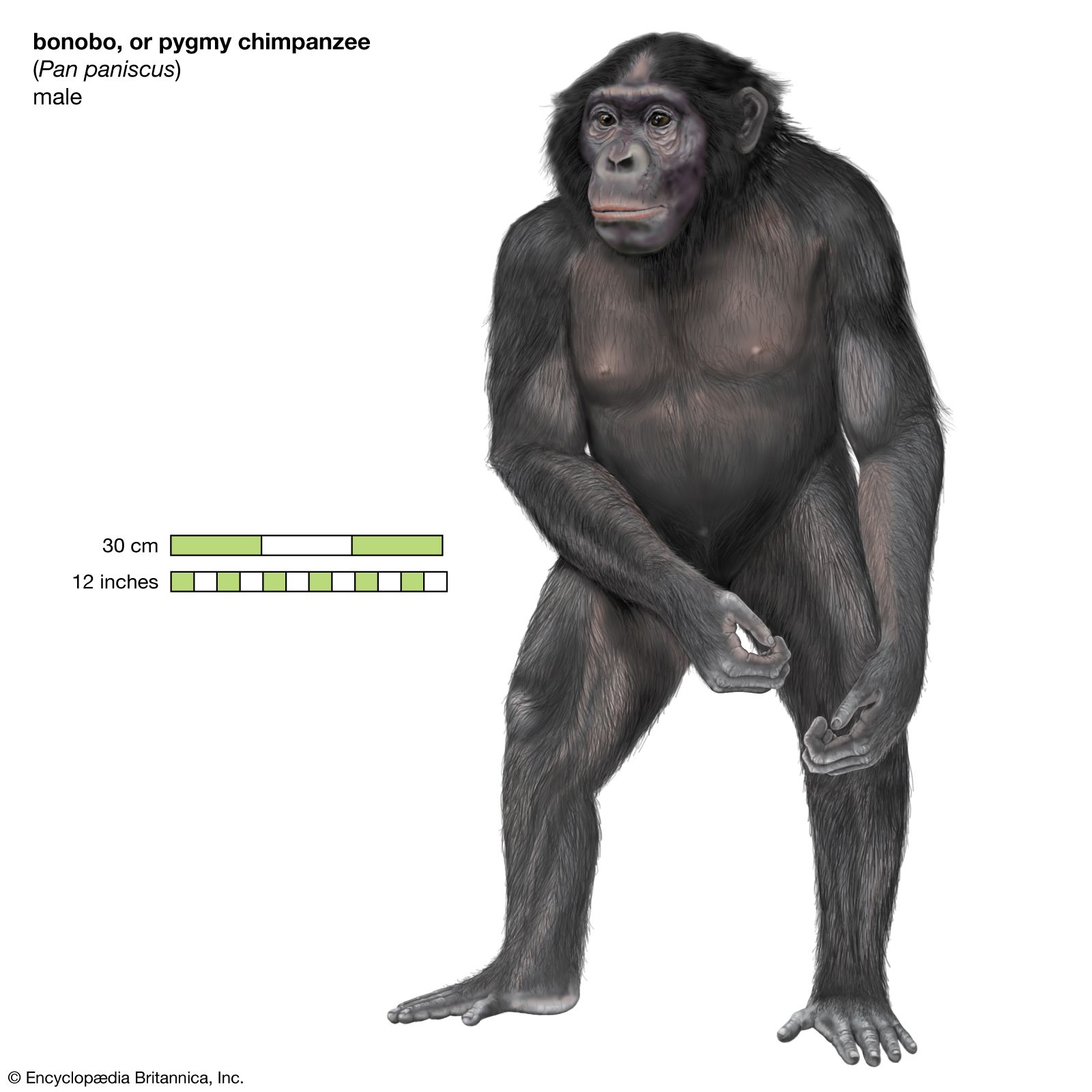 www.britannica.com