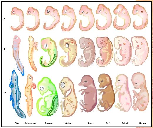 evodevo.jpg