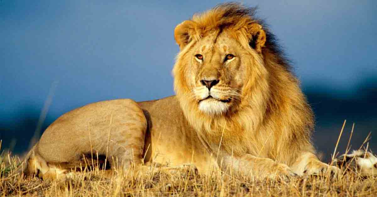 leone-africano-2.jpg
