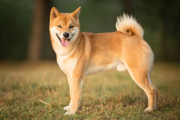 Shiba-Inu-standing-in-profile-outdoors.jpg