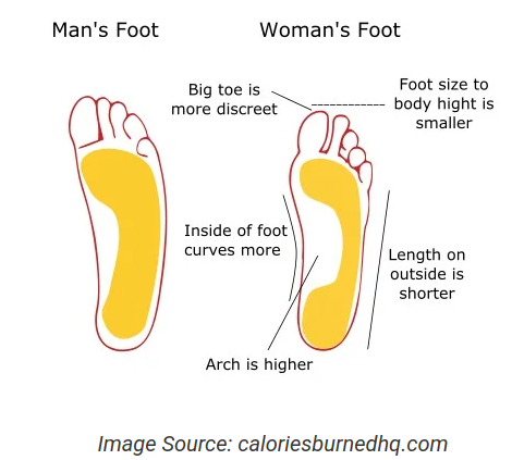 different-feet-between-men-and-women-v0-rbzvhwnho6ob1.png