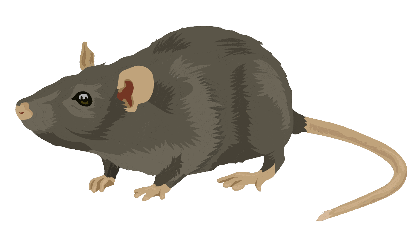 rat-gif-8.gif