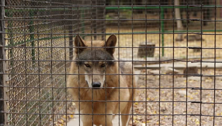 Wolf Stares in Camera from Stock Footage Video (100% Royalty-free) 21025645  | Shutterstock