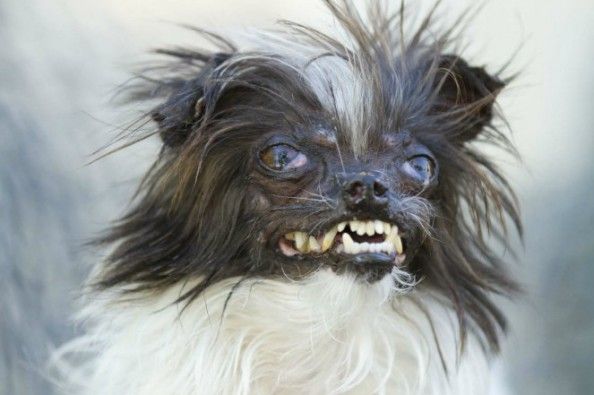 Peanut Crowned The 'World's Ugliest Dog' for 2014