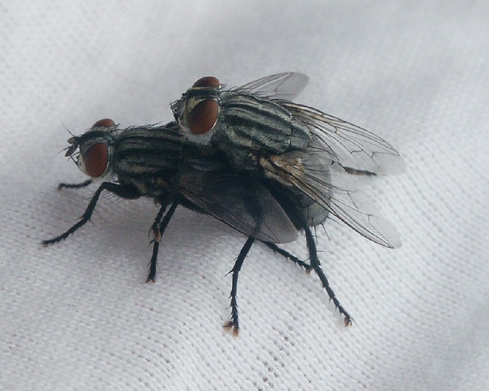 Copulating_Flesh_Flies.jpg