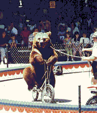 Bilderesultat for bear on unicycle gif