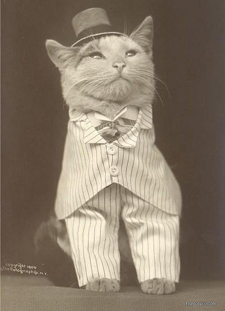 Cat-In-Suit-And-Hat-Funny-Vintage-Image.jpg