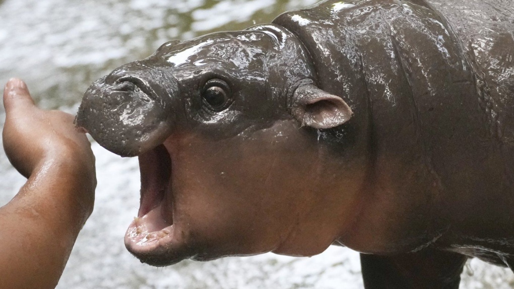 moo-deng-pygmy-hippo-thailand-1-7043947-1726745733889.jpg