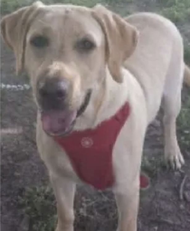 0_dog.jpg
