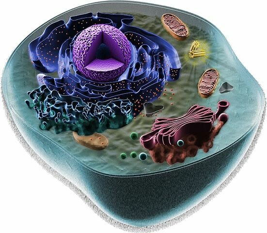 Animal-cell-structure.jpg