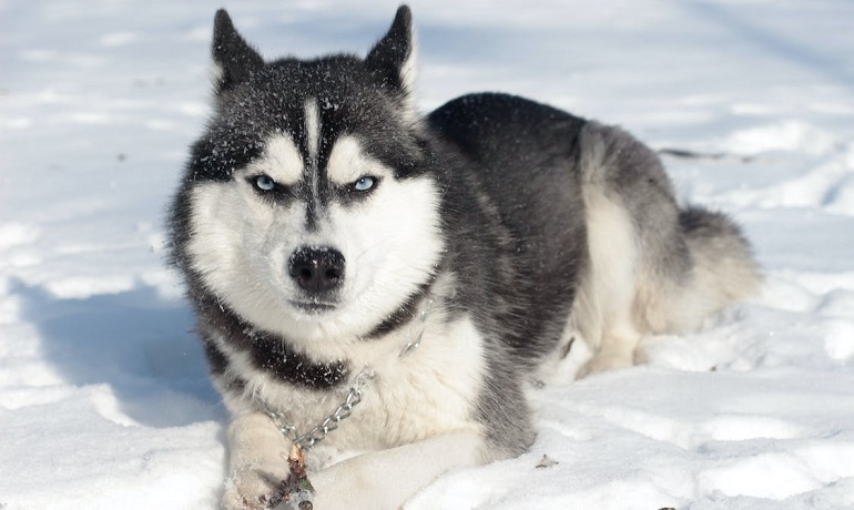 Alaskan-Husky-Dog-Breed-review.jpeg