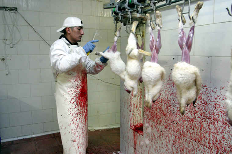 rabbit-meat-16.jpg