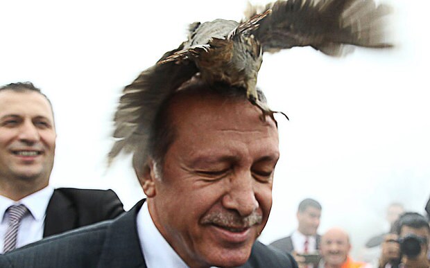 bird1_3409418b.jpg