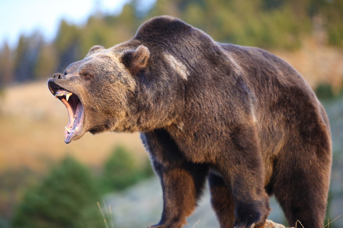 Hero college wrestler jumps a grizzly bear to save his friend's life
