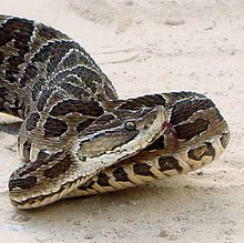 220px-Bothrops_alternatus_in_Brazil_b.jpg