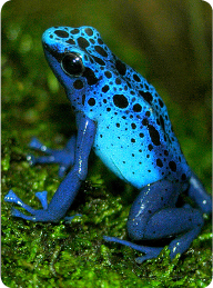 blue_poison_dart_frog.jpg