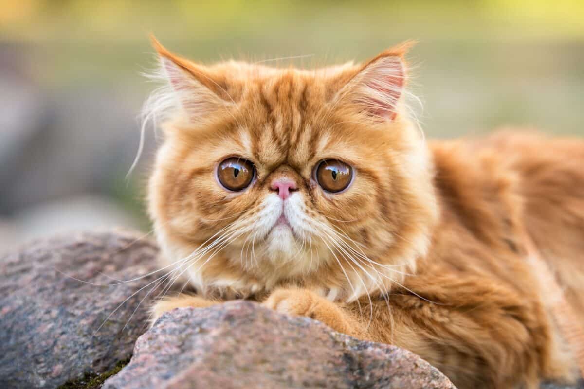 Closeup-of-red-orange-Persian-cat-with-big-orange-round-eyes-1200x800.jpg