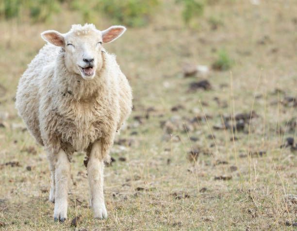 laughing lamb laughing sheep funny animal concept, copy space happy lamb stock pictures, royalty-free photos & images