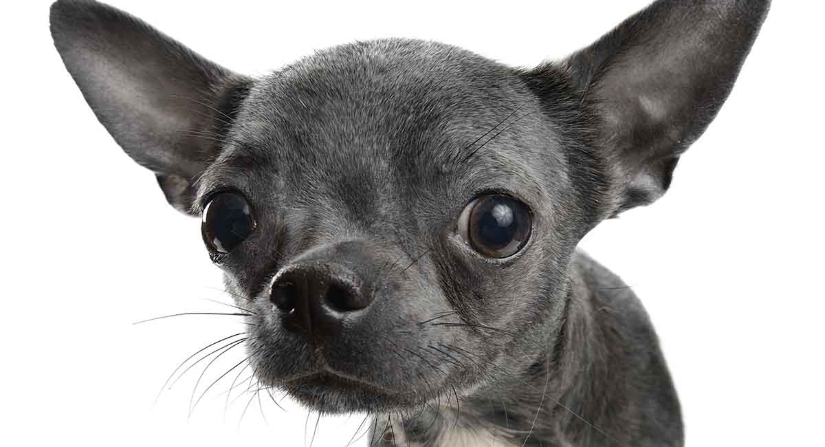Black-Chihuahua-long.jpg