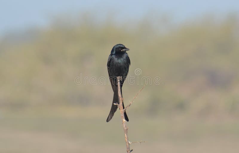 black-drongo-dicrurus-macrocercus-bird-family-evenly-distributed-most-parts-central-india-resident-36944364.jpg