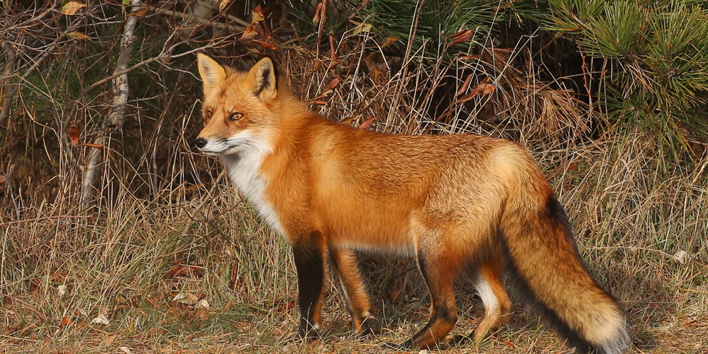 iStock-fox.jpg