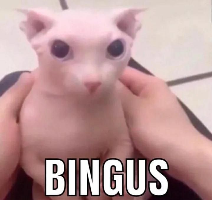 Bingus cat