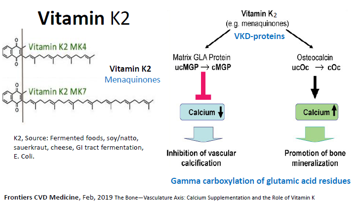 vitamin-k2-synthesis.png
